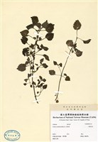 藏品(小鞘蕊花)的圖片